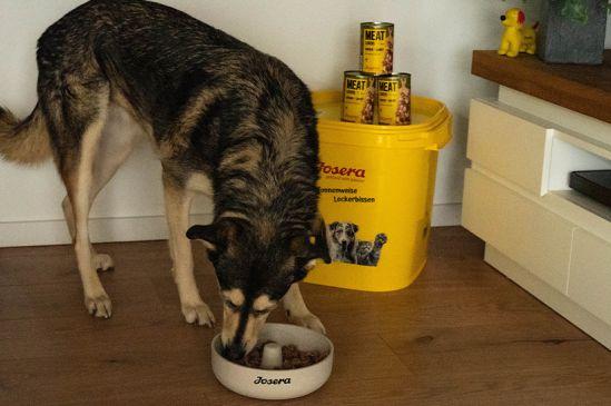 Dog eats food from a bowl from Josera