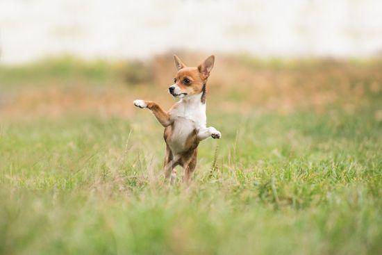 Small dog standing on hind legs in grass